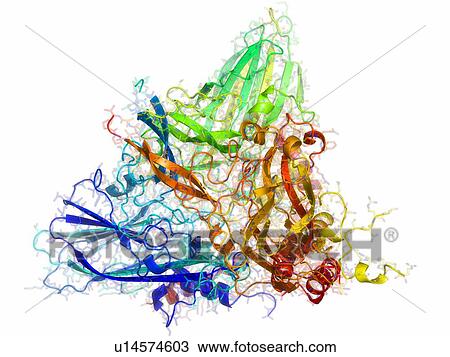 Nodamura virus coat protein, molecular model. View Large Photo Image Stock Image - Nodamura virus coat protein, molecular model.. Fotosearch