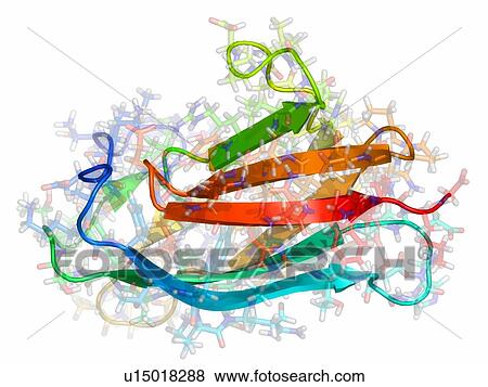 Omsk haemorrhagic fever virus protein. Molecular model of domain III of the Omsk haemorrhagic fever virus envelope protein. View Large Photo Image Stock Photo - Omsk haemorrhagic fever virus protein. Molecular model of domain III of the Omsk haemorrhagic fever virus envelope protein.. Fotosearch