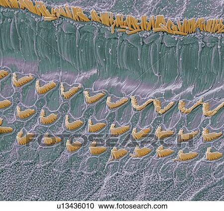Stock Image - Organ of Corti. Coloured scanning electron micrograph (SEM) view of the top surface of the organ of Corti in the cochlea of the inner ear. There is a row of inner hair cells (yellow) across top and three rows of outer hair cells (crescent shaped). Magnifi. Fotosearch