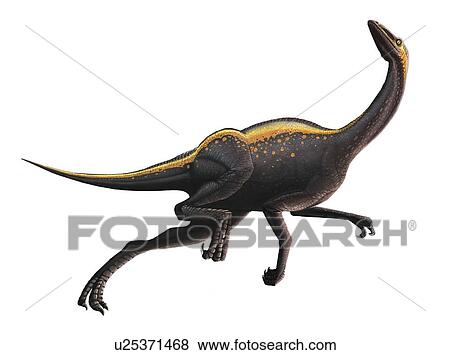Ornithomimus dinosaur running, computer artwork. Ornithomimus (meaning 'bird-mimic') was an agile, ostrich-like omnivore, about 1. 8-2. 4 metres tall. It is thought to have fed on small animals, insects, eggs, fruit and leaves. It lived 76-65 million years View Large Photo Image Stock Photo - Ornithomimus dinosaur running, computer artwork. Ornithomimus (meaning 'bird-mimic') was an agile, ostrich-like omnivore, about 1. 8-2. 4 metres tall. It is thought to have fed on small animals, insects, eggs, fruit and leaves. It lived 76-65 million years . Fotosearch