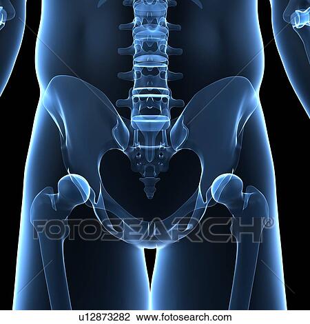 Pelvis bones, computer artwork. View Large Photo Image Stock Image - Pelvis bones, computer artwork.. Fotosearch