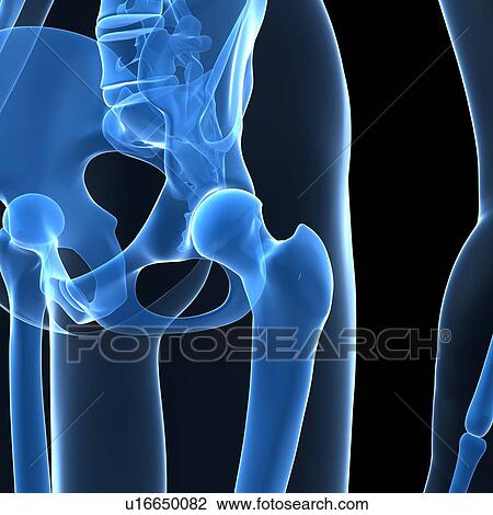 Stock Image - Pelvis bones, computer artwork.. Fotosearch