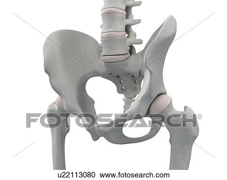 Pelvis bones, computer artwork. View Large Photo Image Stock Image - Pelvis bones, computer artwork.. Fotosearch