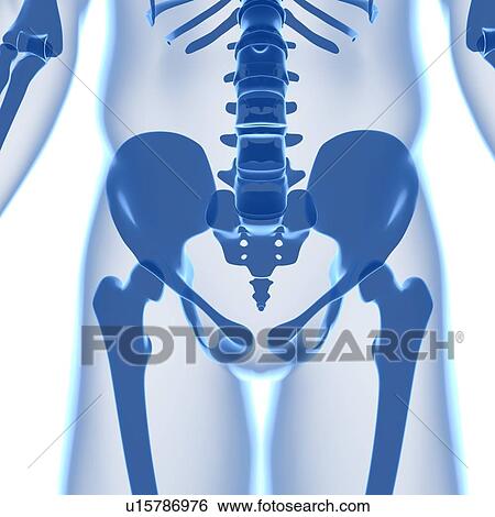 Pelvis bones, computer artwork. View Large Photo Image Stock Photograph - Pelvis bones, computer artwork.. Fotosearch