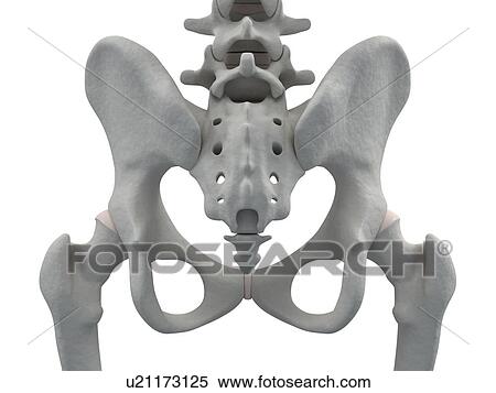 Pelvis bones, computer artwork. View Large Photo Image Stock Photography - Pelvis bones, computer artwork.. Fotosearch