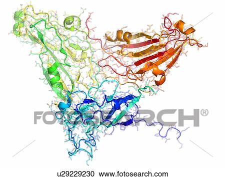 Physalis mottle virus capsid protein, molecular model. View Large Photo Image Stock Image - Physalis mottle virus capsid protein, molecular model.. Fotosearch