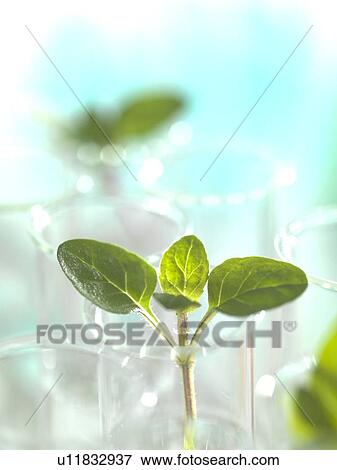 Stock Photo - Plant research, conceptual image.. Fotosearch