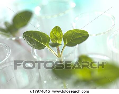 Stock Photography - Plant research, conceptual image.. Fotosearch