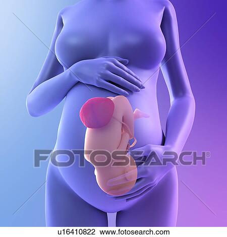 Pregnancy, conceptual computer artwork. View Large Photo Image Stock Image - Pregnancy, conceptual computer artwork.. Fotosearch