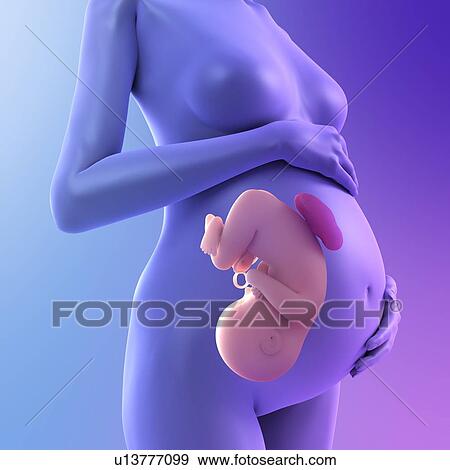 Pregnancy, conceptual computer artwork. View Large Photo Image Stock Photo - Pregnancy, conceptual computer artwork.. Fotosearch