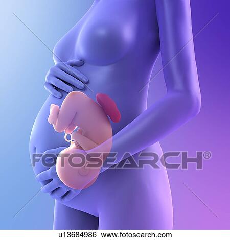 Pregnancy, conceptual computer artwork. View Large Photo Image Stock Photograph - Pregnancy, conceptual computer artwork.. Fotosearch