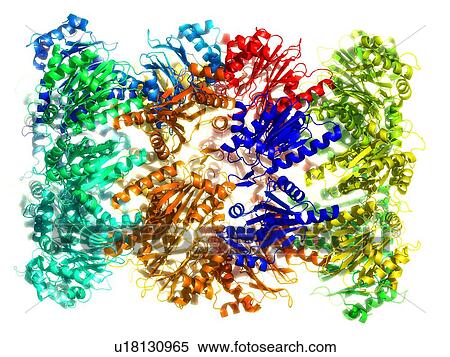 Stock Photography - Proteasome. Molecular model of the 20S proteasome from the archaea Thermoplasma acidophilum. A proteasome is a type of protease (protein-digesting enzyme).. Fotosearch