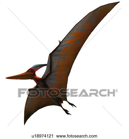 Stock Image - Pteranodon (meaning 'winged and toothless') was one of the largest known pterosaurs, or flying reptiles, with a wing span of more than 6 metres (20 ft). It lived in North America at the end of the Cretaceous period, but vanished along with all other ptero. Fotosearch