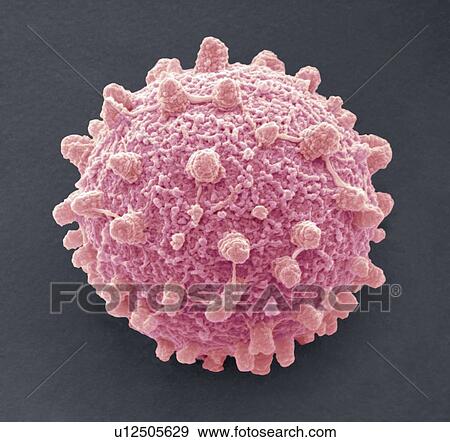 Stock Photo - Puffball fungus spore, coloured scanning electron micrograph (SEM). This is the reproductive cell of the fungus. Magnification: x3000 when printed at 10 centimetres wide.. Fotosearch
