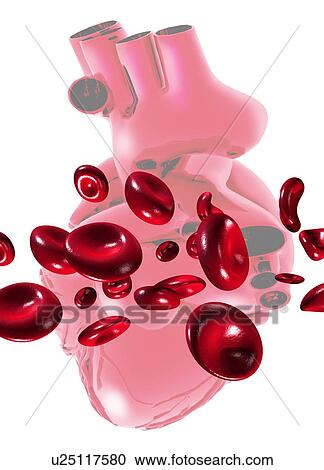 Red blood cells and heart, computer artwork. View Large Photo Image Stock Image - Red blood cells and heart, computer artwork.. Fotosearch