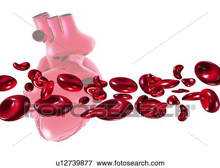 Stock Photo - Red blood cells and heart, computer artwork.. Fotosearch