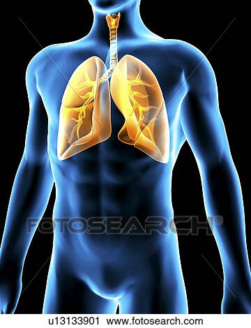 Respiratory system. Computer artwork of a male torso and the respiratory System, showing lungs, bronchus, bronchioles, larynx and windpipe. View Large Photo Image Stock Image - Respiratory system. Computer artwork of a male torso and the respiratory System, showing lungs, bronchus, bronchioles, larynx and windpipe.. Fotosearch