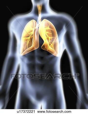 Stock Image - Respiratory system. Computer artwork of a male torso and the respiratory System, showing lungs, bronchus, bronchioles, larynx and windpipe.. Fotosearch