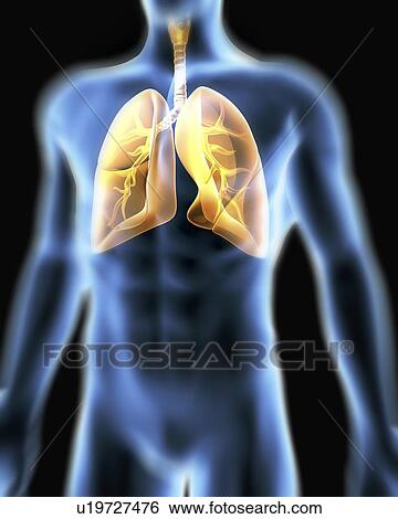 Respiratory system. Computer artwork of a male torso and the respiratory System, showing lungs, bronchus, bronchioles, larynx and windpipe. View Large Photo Image Stock Photograph - Respiratory system. Computer artwork of a male torso and the respiratory System, showing lungs, bronchus, bronchioles, larynx and windpipe.. Fotosearch