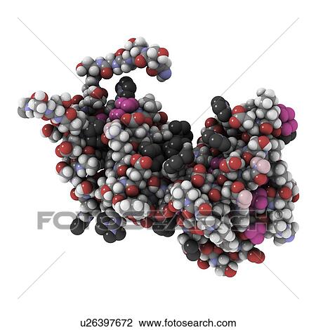 Stock Image - RGS domain. Molecular model of the regulator of G protein signalling (RGS) domain, which is found in a number a proteins. Fotosearch