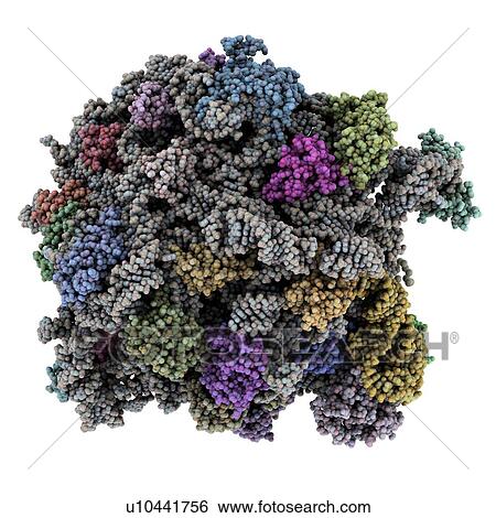 Ribosomal subunit. Molecular model of the 60S (larger) subunit, of the 80S ribosome from the yeast Saccharomyces cerevisiae. Ribosomes are composed of protein and RNA (ribonucleic acid) and are the site of translation, the process of protein synthesis. View Large Photo Image Stock Photograph - Ribosomal subunit. Molecular model of the 60S (larger) subunit, of the 80S ribosome from the yeast Saccharomyces cerevisiae. Ribosomes are composed of protein and RNA (ribonucleic acid) and are the site of translation, the process of protein synthesis.. Fotosearch