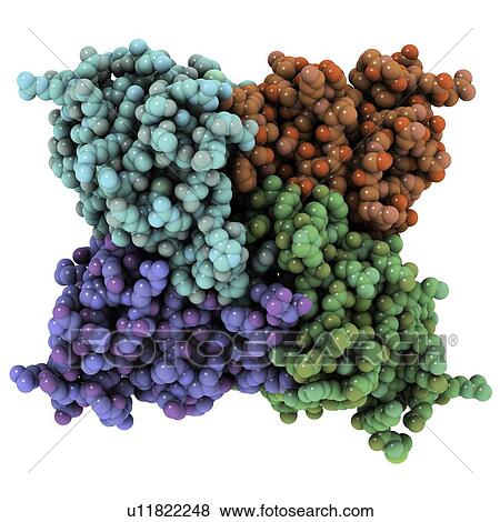 Stock Photo - RNA-editing enzyme. Molecular model of the cytidine deaminase CDD1 from the yeast Saccharomyces cerevisiae. This enzyme catalyses the breakdown (deamination) of cytidine to uridine in RNA (ribonucleic acid) molecules.. Fotosearch