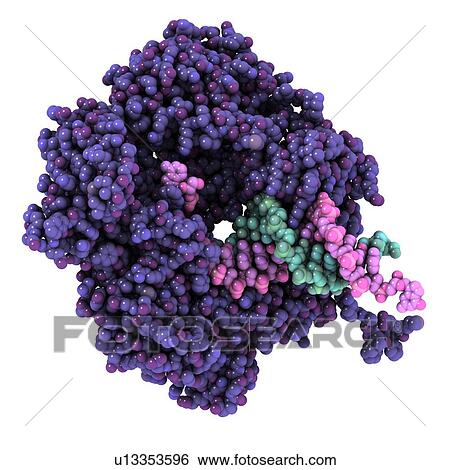 Stock Photograph - RNA polymerase. Molecular model of the alpha subunit of RNA polymerase (purple) with a molecule of DNA (deoxyribonucleic acid, pink and green). RNA polymerase synthesises a complementary strand of mRNA (messenger ribonucleic acid) from a strand of DNA (de. Fotosearch