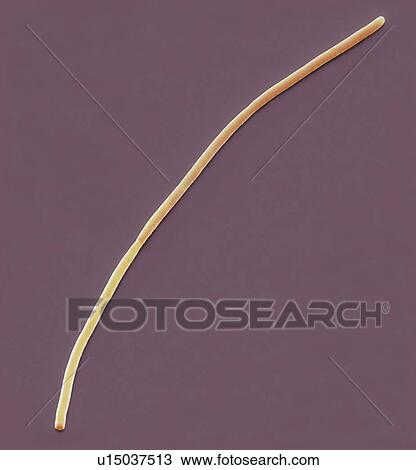 Rod-shaped bacterium. Coloured scanning electron micrograph (SEM) of a rod-shaped (bacillus) filamentous bacterium from a human mouth. Magnification: x1350 when printed at 10 centimetres wide. View Large Photo Image Stock Image - Rod-shaped bacterium. Coloured scanning electron micrograph (SEM) of a rod-shaped (bacillus) filamentous bacterium from a human mouth. Magnification: x1350 when printed at 10 centimetres wide.. Fotosearch