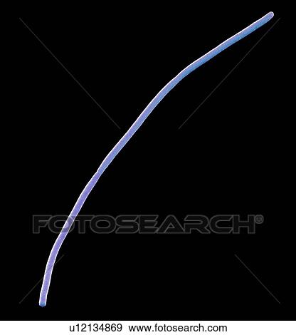 Rod-shaped bacterium. Coloured scanning electron micrograph (SEM) of a rod-shaped (bacillus) filamentous bacterium from a human mouth. Magnification: x1350 when printed at 10 centimetres wide. View Large Photo Image Stock Photo - Rod-shaped bacterium. Coloured scanning electron micrograph (SEM) of a rod-shaped (bacillus) filamentous bacterium from a human mouth. Magnification: x1350 when printed at 10 centimetres wide.. Fotosearch