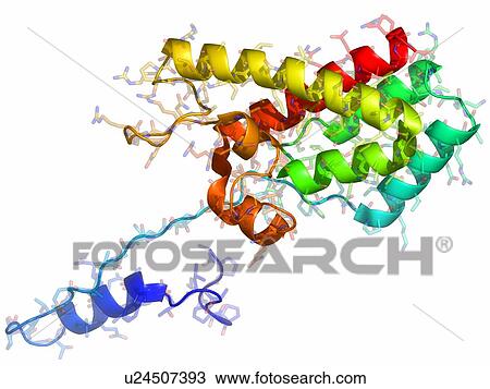 Stock Image - Rous sarcoma virus capsid protein. Molecular model of the N-terminal domain of the Rous sarcoma virus capsid protein.. Fotosearch