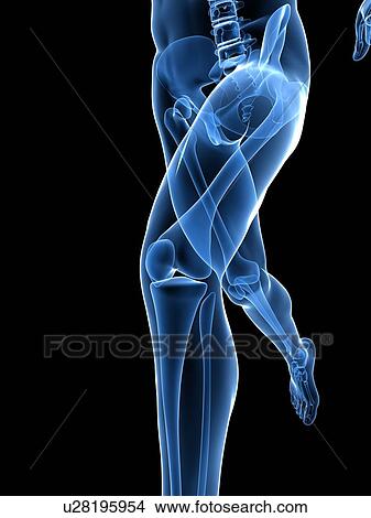 Picture - Running skeleton. Computer artwork of a close-up of the leading leg.. Fotosearch