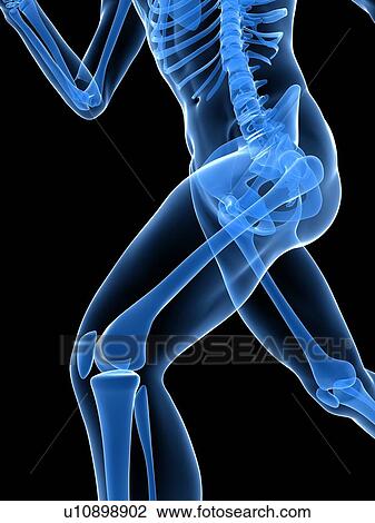 Stock Image - Running skeleton. Computer artwork of a close-up of the leading leg.. Fotosearch