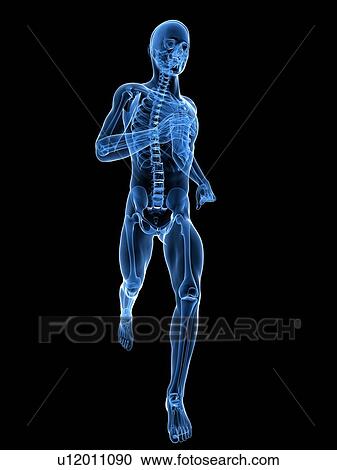 Running skeleton, computer artwork. View Large Photo Image Stock Image - Running skeleton, computer artwork.. Fotosearch