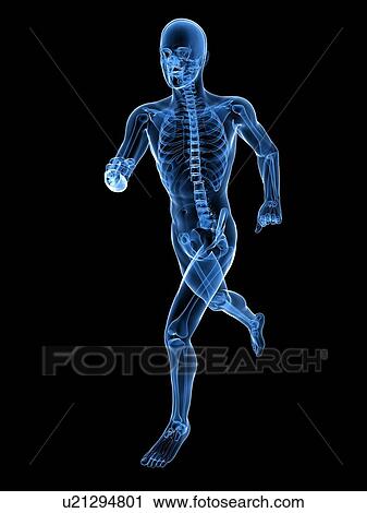Stock Image - Running skeleton, computer artwork.. Fotosearch