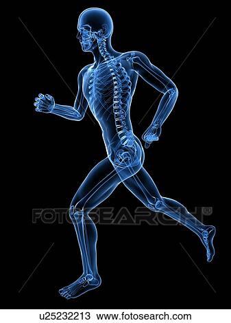 Stock Image - Running skeleton, computer artwork.. Fotosearch