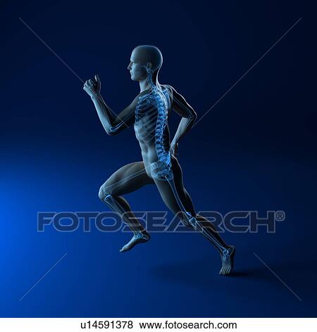 Stock Photo - Running skeleton, computer artwork.. Fotosearch