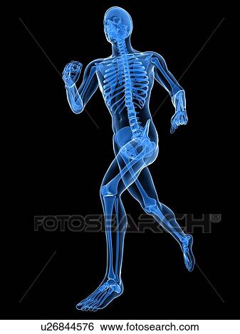 Running skeleton, computer artwork. View Large Photo Image Stock Photograph - Running skeleton, computer artwork.. Fotosearch