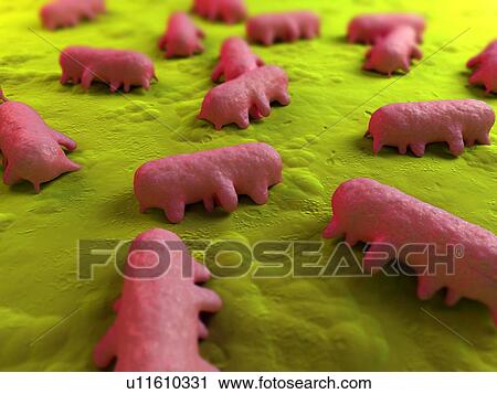 Stock Image - Salmonella sp. bacteria, computer artwork.. Fotosearch