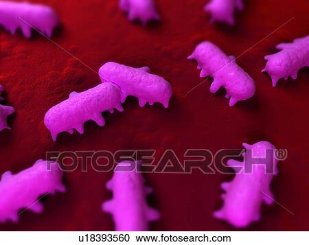 Stock Image - Salmonella sp. bacteria, computer artwork.. Fotosearch