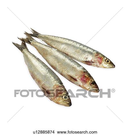 Sardines (Pilchards). View Large Photo Image Picture - Sardines (Pilchards).. Fotosearch