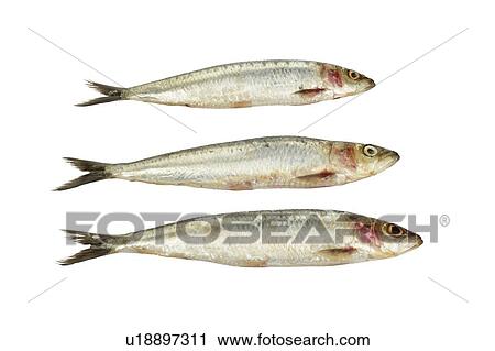Sardines (Pilchards). View Large Photo Image Stock Image - Sardines (Pilchards).. Fotosearch
