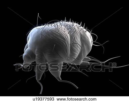 Stock Image - Scabies mite (Sarcoptes scabei), computer artwork.. Fotosearch
