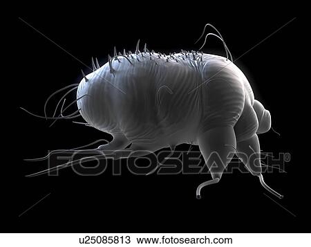 Stock Image - Scabies mite (Sarcoptes scabei), computer artwork.. Fotosearch
