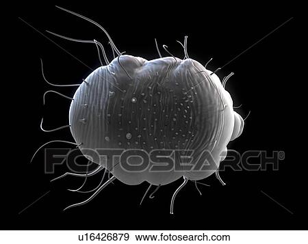 Stock Photo - Scabies mite (Sarcoptes scabei), computer artwork.. Fotosearch
