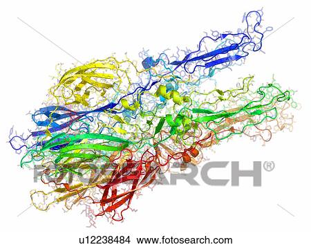 Picture - Semliki forest virus fusion protein. Molecular model of the glycoprotein E1 from the Semliki forest virus. This protein is involved in the fusion of the virus with host cells.. Fotosearch
