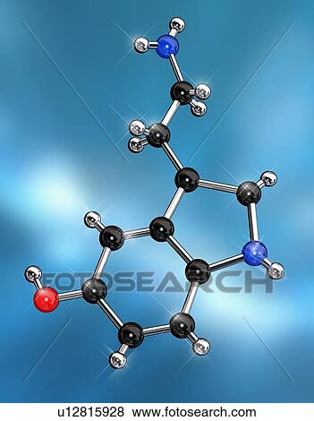 Serotonin neurotransmitter, molecular model. Atoms are represented as spheres and are colour-coded: carbon (black), hydrogen (silver), nitrogen (blue) and oxygen (red). View Large Photo Image Stock Photo - Serotonin neurotransmitter, molecular model. Atoms are represented as spheres and are colour-coded: carbon (black), hydrogen (silver), nitrogen (blue) and oxygen (red).. Fotosearch