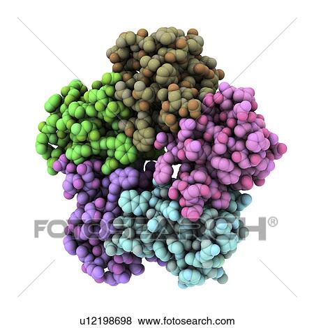 Shiga-like toxin. Molecular model of the binding (B) subunit of Shiga-like toxin I. This toxin is produced by Escherichia coli bacteria. View Large Photo Image Stock Photo - Shiga-like toxin. Molecular model of the binding (B) subunit of Shiga-like toxin I. This toxin is produced by Escherichia coli bacteria.. Fotosearch