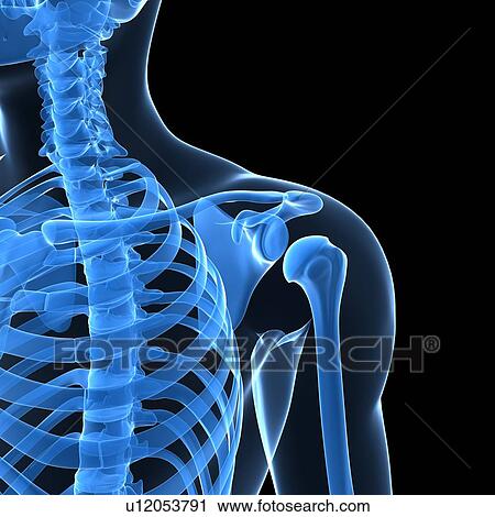 Stock Image - Shoulder bones, computer artwork.. Fotosearch