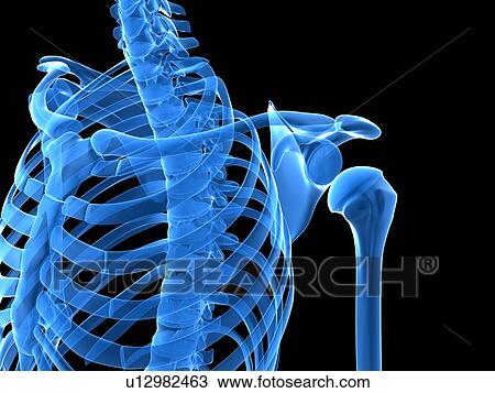 Shoulder bones, computer artwork. View Large Photo Image Stock Image - Shoulder bones, computer artwork.. Fotosearch