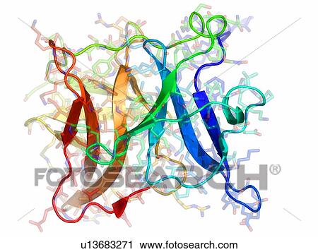 Sindbis virus capsid protein, molecular model. View Large Photo Image Stock Image - Sindbis virus capsid protein, molecular model.. Fotosearch